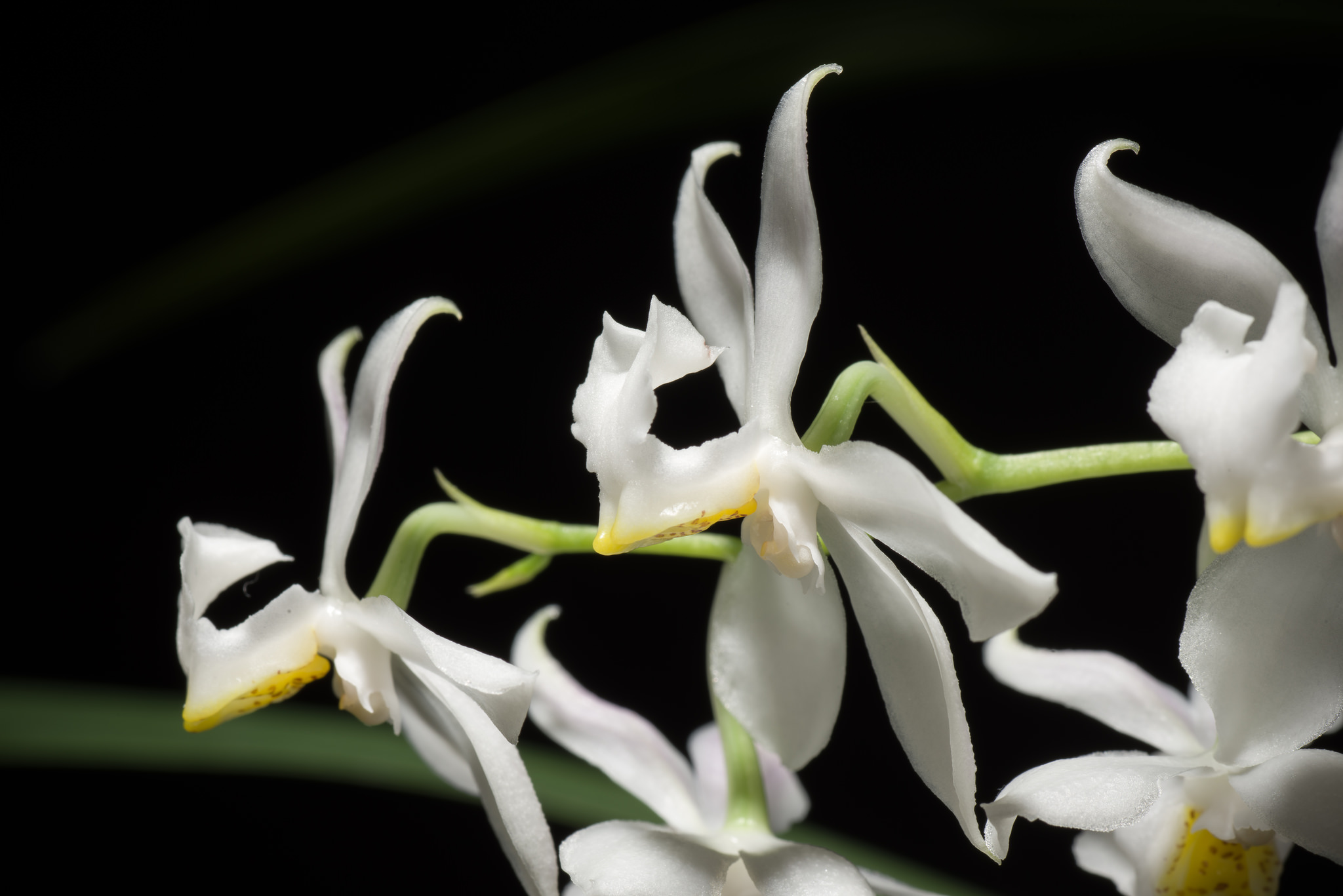 Osmoglossum anceps